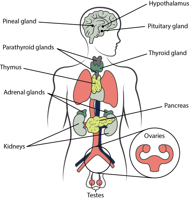 endocrine system presentation pdf
